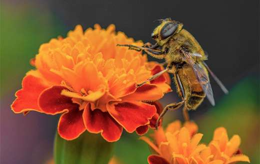 Bee pollinate pollination flower