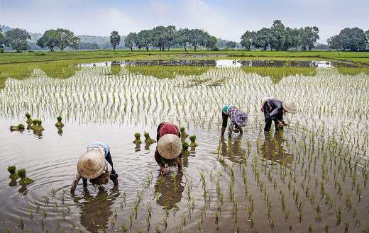 Landscape rural field farmer online