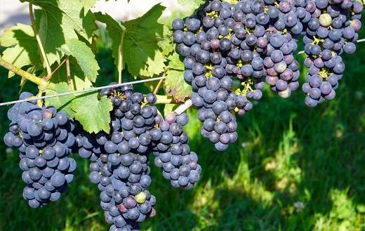 Organic fresh grapes fruits puzzle