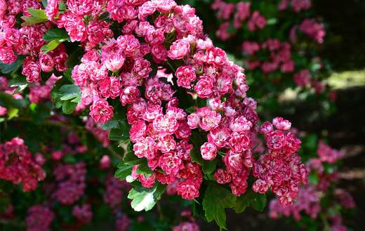 Tree pink flowers blossom