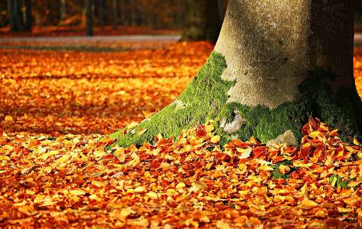 Autumn leaves foliage online