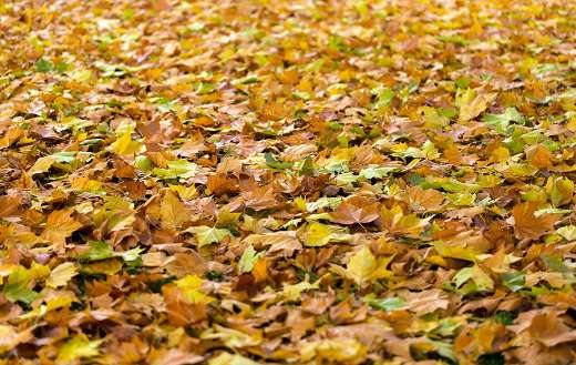 Dried leaves fallen online
