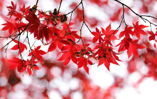Maple leaves foliage puzzle