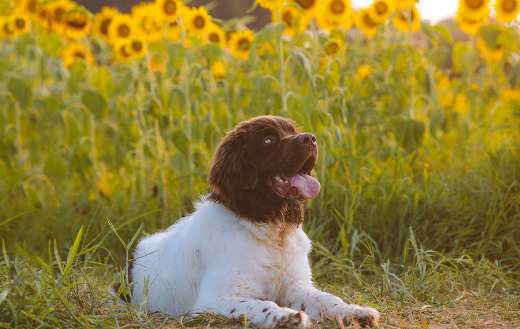 Portrait cute puppy dog online