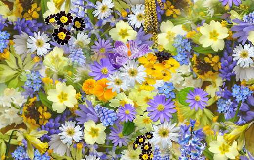 Spring flowers blossom online