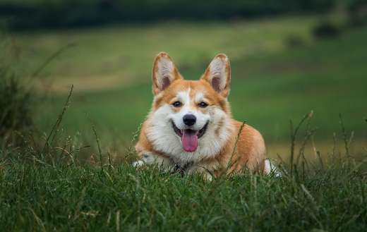 Happy cute dog online