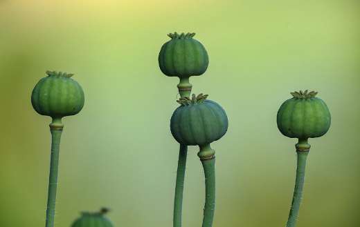 Seed pod puzzle