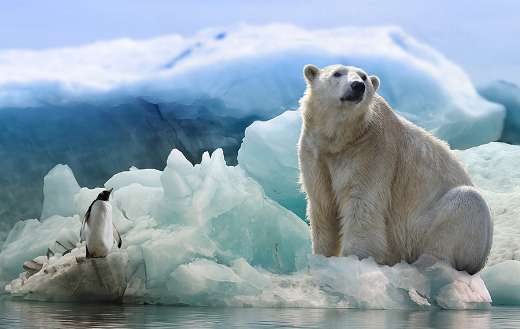 Antarctic icebear and penguin puzzle