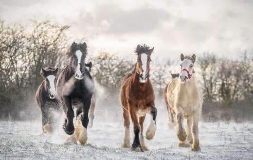 Beautiful large group Irish flask horses online