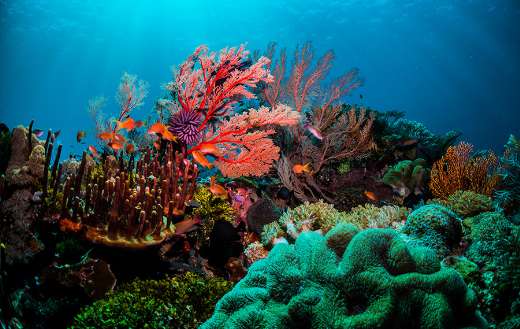 Beautiful coral with vibrant fish life and divers