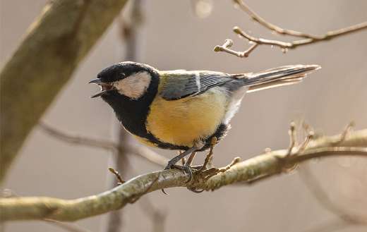 A kind of sparrow bird online