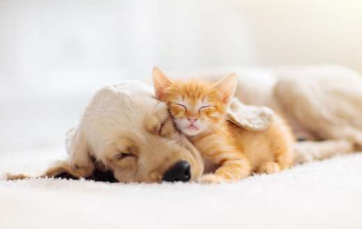 Cat dog sleeping together animal care