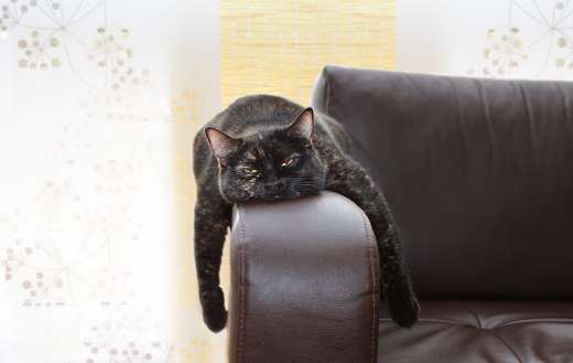 Cat want to sleep puzzle