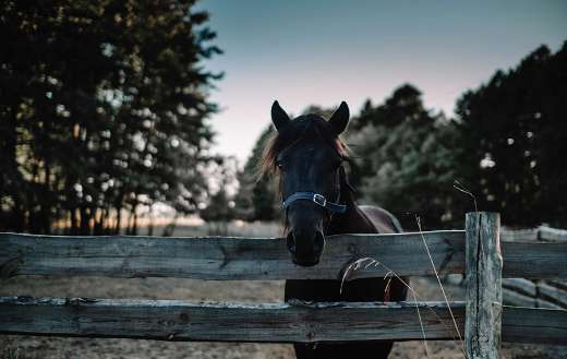Dark brown horse puzzle
