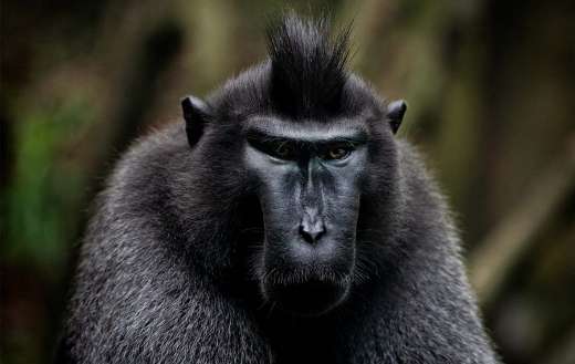 Monkey face puzzle
