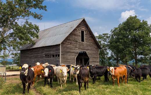 Cattle near barn online