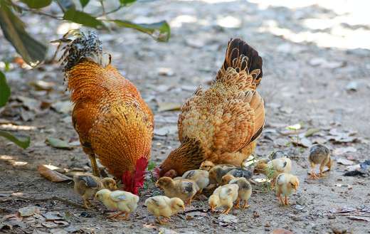 Chicks rooster hen online