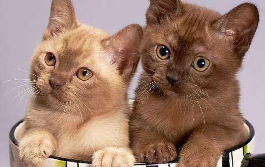 Kittens puzzle
