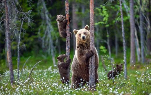She bear and cubs climbs tree