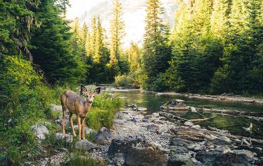 Alone deer in a forest online