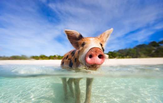 Caribbean coastline beach with animal