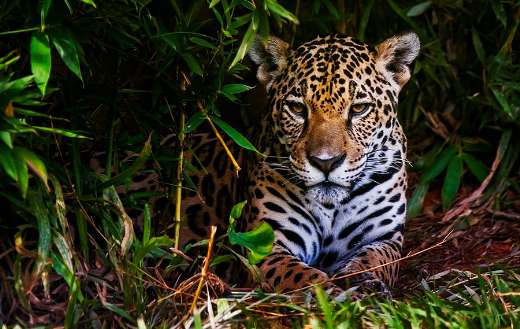 Cute jaguar puzzle