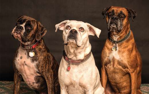 Three dogs looking up puzzle