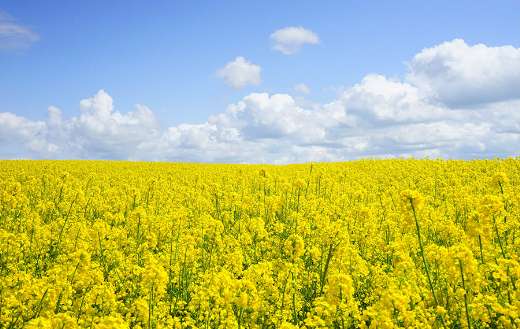 Yellow beautiful flowers puzzle