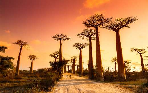 African descent nature beauty