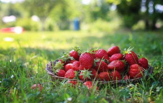 Basket of strawberries on grasses