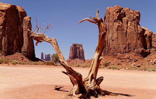 Brown withered tree