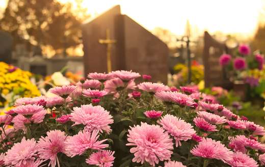 Daisies online