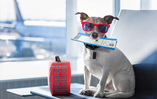 Dog traveling by plane
