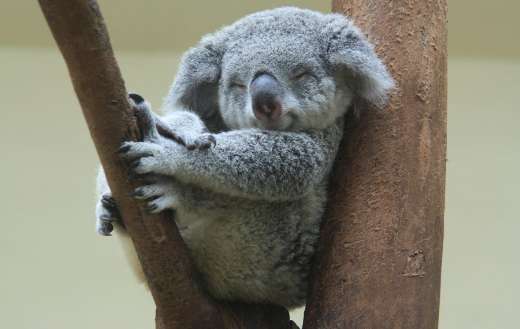 Little one napping puzzle