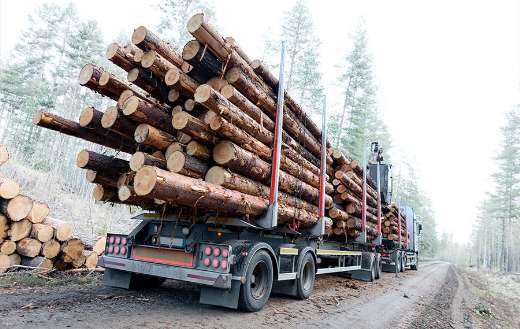 Lumber industry puzzle