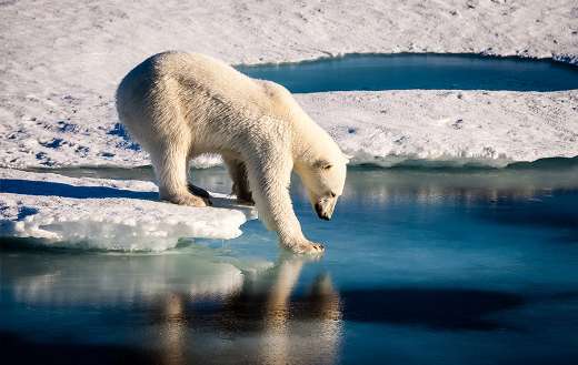 Melting polar bear on ice