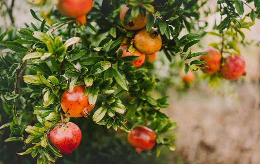 Pomegranate fruits puzzle