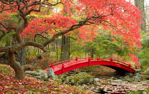 Small japanese bridge online