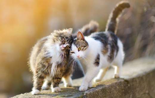 Two friendly cats puzzle