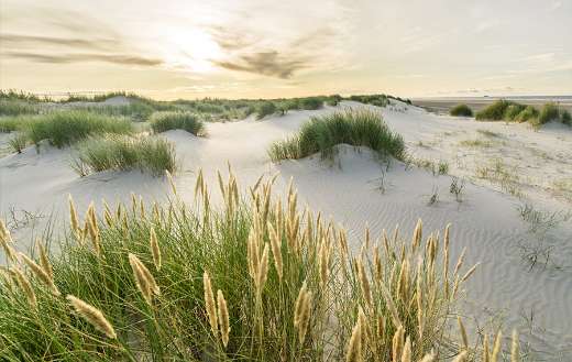 Beach sand online