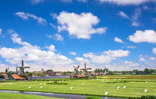 Green grass field Netherlands