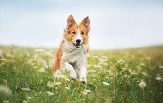 Pet on grass