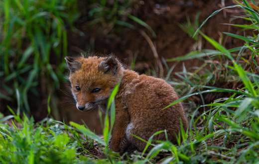 Young fox online