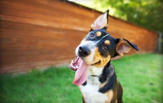 Purebreed dog making tongue out