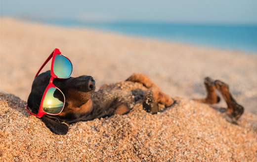 Summer dog on sand online