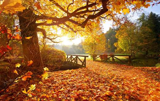 Autumn forest beautiful rural setting