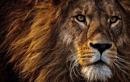 Barbary lion puzzle