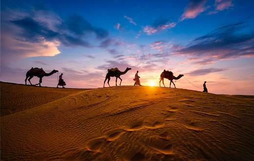 Indian cameleers online