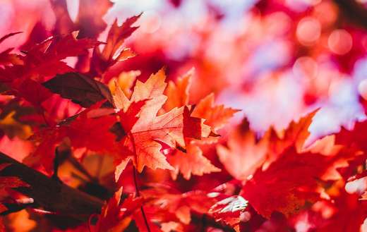 Maple leaves foliage puzzle