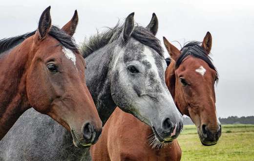 Three horses stallions head